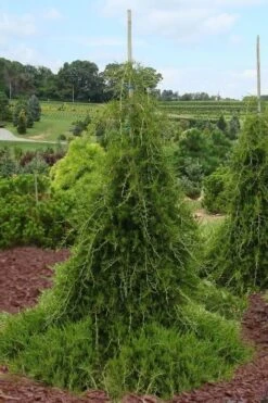 Weeping Virginia Juniper - Juniperus Virginiana 'Pendula' - 1 Gallon Pot -Garden Plants Juniper Virginia Weeping 5