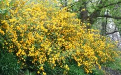 Japanese Marigold Bush - Kerria Japonica 'Pleniflora' - 3 Gallon Pot 14 Japanese Marigold Bush - Kerria Japonica 'Pleniflora' - 3 Gallon Pot -Garden Plants Kerria 18 2