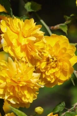 Japanese Marigold Bush - Kerria Japonica 'Pleniflora' - 3 Gallon Pot 17 Japanese Marigold Bush - Kerria Japonica 'Pleniflora' - 3 Gallon Pot -Garden Plants Kerria 21 2