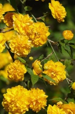 Japanese Marigold Bush - Kerria Japonica 'Pleniflora' - 1 Gallon Pot -Garden Plants Kerria 22