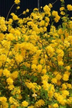 Japanese Marigold Bush (Kerria Japonica 'Pleniflora') - 5 Pack Of Quart Pots -Garden Plants Kerria 5 1