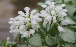 White Nancy Lamium - 5 Pack Of Pint Pots -Garden Plants Lamium White Nancy 1