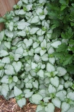 White Nancy Lamium - 5 Pack Of Pint Pots -Garden Plants Lamium White Nancy 3