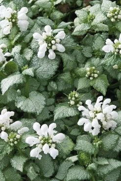 White Nancy Lamium - 5 Pack Of Pint Pots -Garden Plants Lamium White Nancy 4