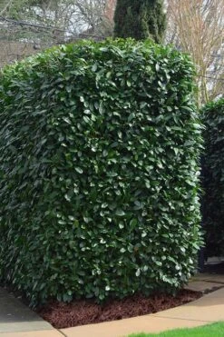 Schip Laurel (Prunus Laurocersasus 'Schipkaensis') - 1 Gallon Pot -Garden Plants Laurel Schip 2