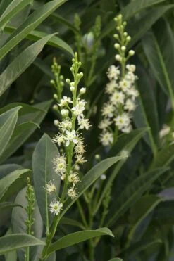 Schip Laurel (Prunus Laurocersasus 'Schipkaensis') - 1 Gallon Pot -Garden Plants Laurel Schip 3