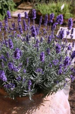 Hidcote Blue English Lavender - 5 Pack Of Quart Pots -Garden Plants Lavender Hidcote 3 1