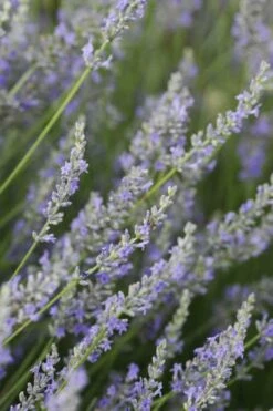 Provence French Lavender - 5 Pack Of Quart Pots -Garden Plants Lavender Provence 3