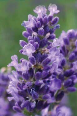 SuperBlue English Lavender - 1 Gallon Pot -Garden Plants Lavender Super Blue 1