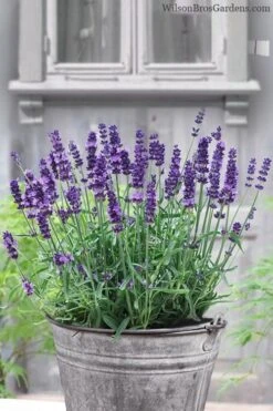 SuperBlue English Lavender - 1 Gallon Pot -Garden Plants Lavender Superblue 12