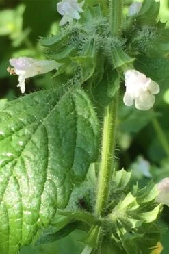 Lemon Balm Plant - 1 Gallon Pot 9 Lemon Balm Plant - 1 Gallon Pot -Garden Plants Lemon Balm Plant 1