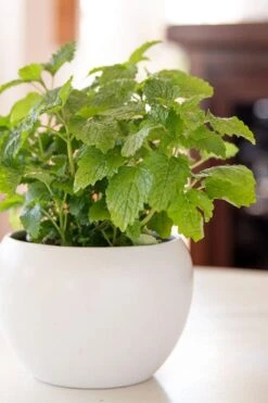 Lemon Balm Plant - 1 Gallon Pot 8 Lemon Balm Plant - 1 Gallon Pot -Garden Plants Lemon Balm Plant 2