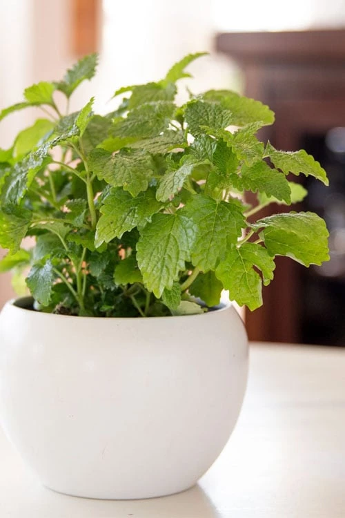 Lemon Balm Plant - 1 Gallon Pot 4 Lemon Balm Plant - 1 Gallon Pot - Image 4