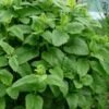 Lemon Balm Plant - 1 Gallon Pot