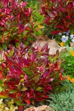 Scarletta Fetterbush - Leucothoe Fontanesiana 'Zeblid' - 2 Gallon Pot -Garden Plants Leucothoe Scarletta 4