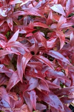 Scarletta Fetterbush - Leucothoe Fontanesiana 'Zeblid' - 3 Gallon Pot