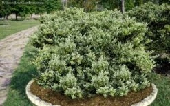 Jack Frost Ligustrum (Privet) - 3 Gallon Pot -Garden Plants Ligustrum Jack Frost 6