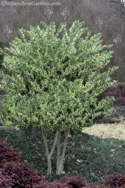 Jack Frost Ligustrum (Privet) - 3 Gallon Pot -Garden Plants Ligustrum Jack Frost 8
