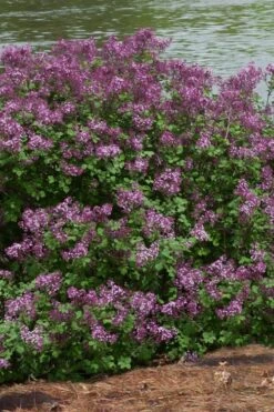 Bloomerang Dark Purple Lilac - 2 Gallon Pot 10 Bloomerang Dark Purple Lilac - 2 Gallon Pot -Garden Plants Lilac Bloomerang Dark Purple 11