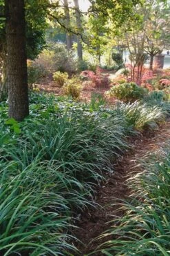 Emerald Goddess Liriope (Lilyturf) - 1 Gallon Pot -Garden Plants Liriope Emerald Goddess 500x750 1