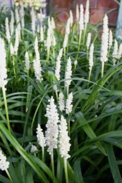 Monroe's White Liriope - Lilyturf - 10 Count Flat Of Pint Pots -Garden Plants Liriope Monroes White 500x750 1