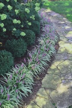 Silvery Sunproof Variegated Liriope - Lilyturf - 3 Pack Of Pint Pots -Garden Plants Liriope Silvery Sunproof 15