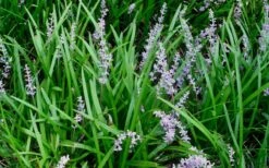Creeping Lilyturf (Liriope Spicata) - 6 Pack Of Pint Pots -Garden Plants Liriope Spicata 50