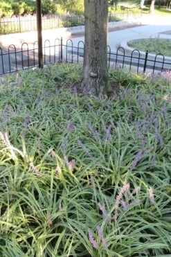 Variegated Liriope - Monkey Grass / Lilyturf - 10 Pack Of Pint Pots -Garden Plants Liriope Variegata 6