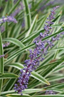 Variegated Liriope - Lilyturf - 72 Pack Of 3.5" Pint Pots -Garden Plants Liriope Variegata 7 1