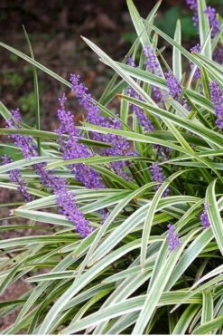 Variegated Liriope - Lilyturf - 72 Pack Of 3.5" Pint Pots -Garden Plants Liriope Variegated 15 1