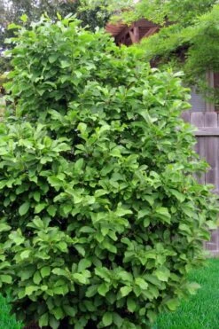 Jane Magnolia Tulip Tree - 7 Gallon Pot (3-4') -Garden Plants Magnolia Ann 111 3