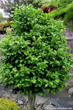 Ann Magnolia Tulip Tree - 3 Gallon Pot 13 Ann Magnolia Tulip Tree - 3 Gallon Pot -Garden Plants Magnolia Ann 112 4