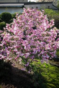 Betty Magnolia Tulip Tree - 1 Gallon Pot -Garden Plants Magnolia Betty 7