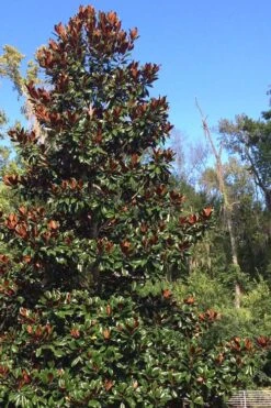 Brackens Brown Beauty Magnolia - 7 Gallon Pot (5-6') 10 Brackens Brown Beauty Magnolia - 7 Gallon Pot (5-6') -Garden Plants Magnolia Bracken Brown Beauty 500x750 2