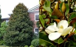 Brackens Brown Beauty Magnolia - 3 Gallon Pot 11 Brackens Brown Beauty Magnolia - 3 Gallon Pot -Garden Plants Magnolia Brackens Brown Beauty 1 2