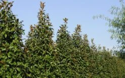 Brackens Brown Beauty Magnolia - 3 Gallon Pot 13 Brackens Brown Beauty Magnolia - 3 Gallon Pot -Garden Plants Magnolia Brackens Brown Beauty 6 2