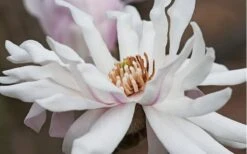 Centennial Star Magnolia - 3 Gallon Pot 13 Centennial Star Magnolia - 3 Gallon Pot -Garden Plants Magnolia Centennial 10
