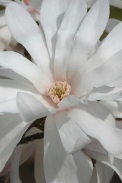 Centennial Star Magnolia - 3 Gallon Pot 14 Centennial Star Magnolia - 3 Gallon Pot -Garden Plants Magnolia Centennial 11