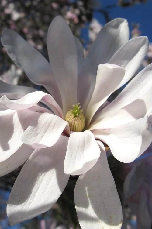 Centennial Star Magnolia - 1 Gallon Pot 8 Centennial Star Magnolia - 1 Gallon Pot - Image 8