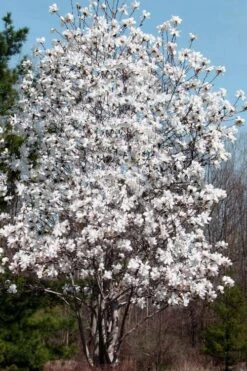 Centennial Star Magnolia - 1 Gallon Pot 11 Centennial Star Magnolia - 1 Gallon Pot -Garden Plants Magnolia Centennial 19 1