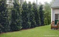 Claudia Wannamaker Southern Magnolia - 3 Gallon Pot 10 Claudia Wannamaker Southern Magnolia - 3 Gallon Pot -Garden Plants Magnolia Claudia Wannamaker 2 1