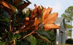 Claudia Wannamaker Southern Magnolia - 3 Gallon Pot 11 Claudia Wannamaker Southern Magnolia - 3 Gallon Pot -Garden Plants Magnolia Claudia Wannamaker 3 1
