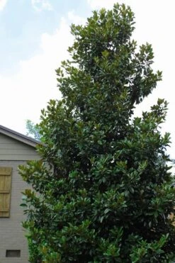 Claudia Wannamaker Southern Magnolia - 7 Gallon Pot (5-6') 9 Claudia Wannamaker Southern Magnolia - 7 Gallon Pot (5-6') -Garden Plants Magnolia Claudia Wannamaker 4