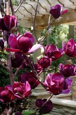 Genie Magnolia Tulip Tree - 3 Gallon Pot 13 Genie Magnolia Tulip Tree - 3 Gallon Pot -Garden Plants Magnolia Genie 4