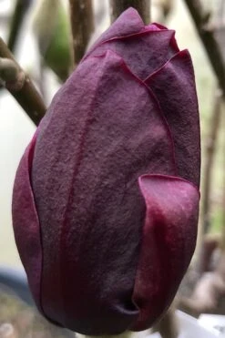 Genie Magnolia Tulip Tree - 3 Gallon Pot 15 Genie Magnolia Tulip Tree - 3 Gallon Pot -Garden Plants Magnolia Genie 8