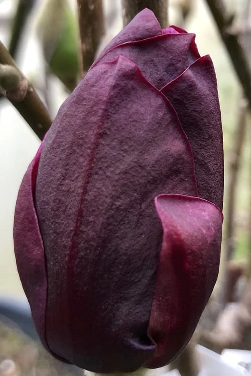 Genie Magnolia Tulip Tree - 3 Gallon Pot 7 Genie Magnolia Tulip Tree - 3 Gallon Pot - Image 7