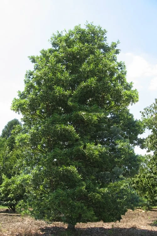 Green Shadow Sweetbay Magnolia Tree (Magnolia Virginiana) - 3 Gallon Pot (4-5') 4 Green Shadow Sweetbay Magnolia Tree (Magnolia Virginiana) - 3 Gallon Pot (4-5') - Image 4