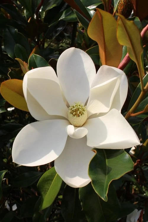 Kay Parris Southern Magnolia - 3 Gallon Pot 1 Kay Parris Southern Magnolia - 3 Gallon Pot