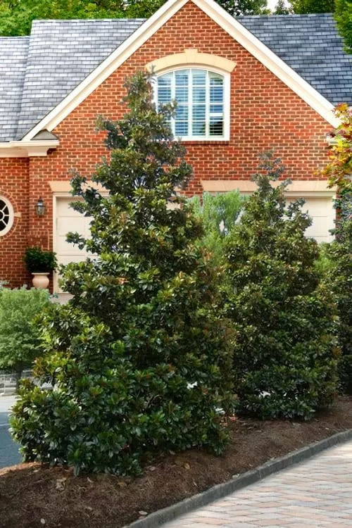 Kay Parris Southern Magnolia - 3 Gallon Pot 4 Kay Parris Southern Magnolia - 3 Gallon Pot - Image 4
