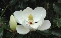 Kay Parris Southern Magnolia - 3 Gallon Pot 16 Kay Parris Southern Magnolia - 3 Gallon Pot -Garden Plants Magnolia Little Gem Bloom 2 2